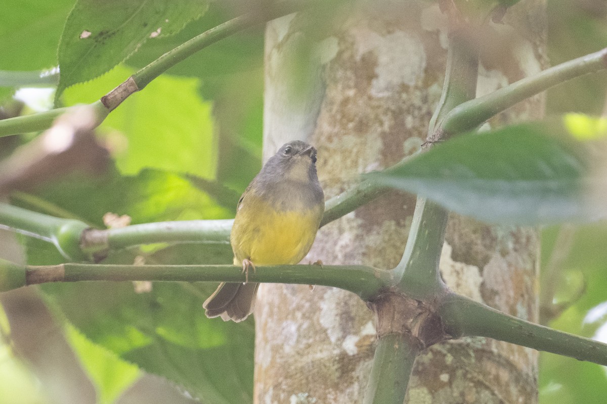 Gray-throated Warbler - John C. Mittermeier