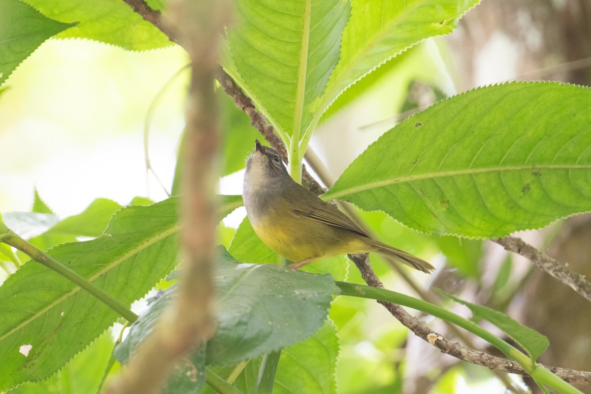 Gray-throated Warbler - ML616371417