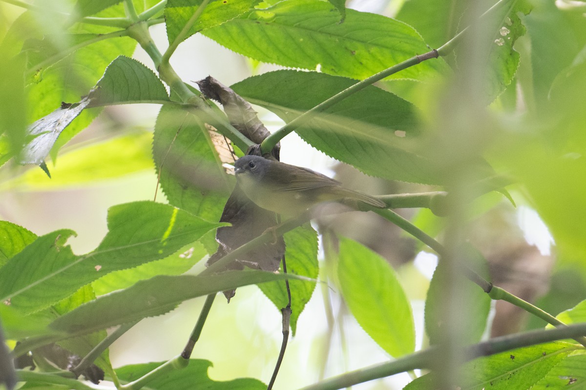Gray-throated Warbler - John C. Mittermeier