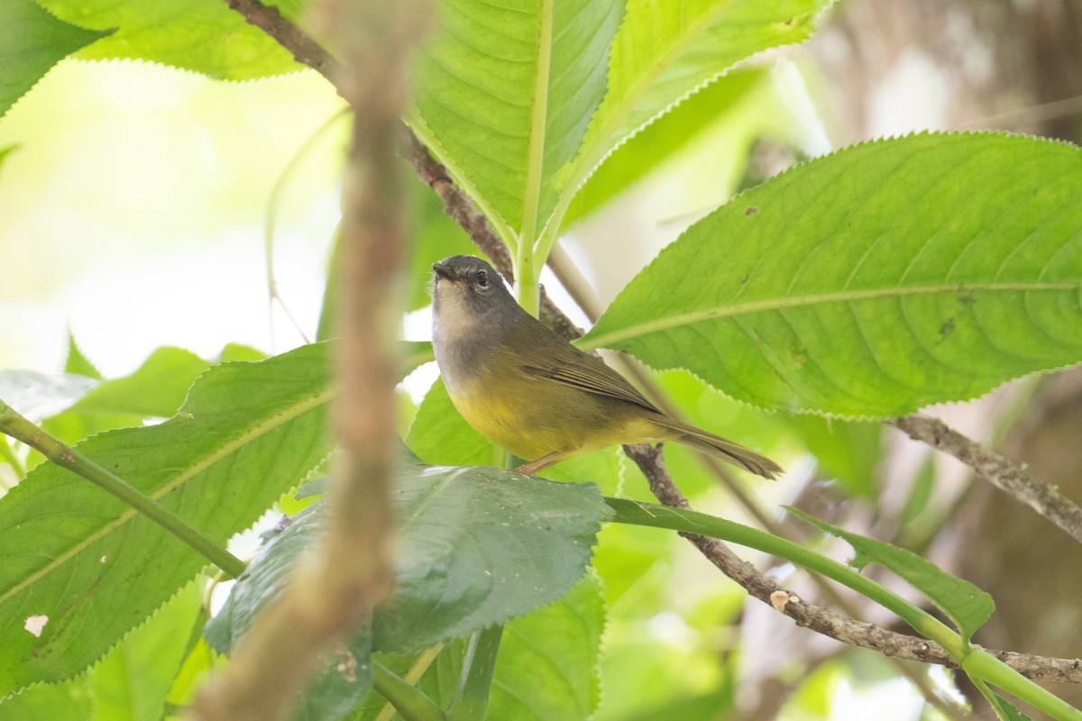 Gray-throated Warbler - ML616371421