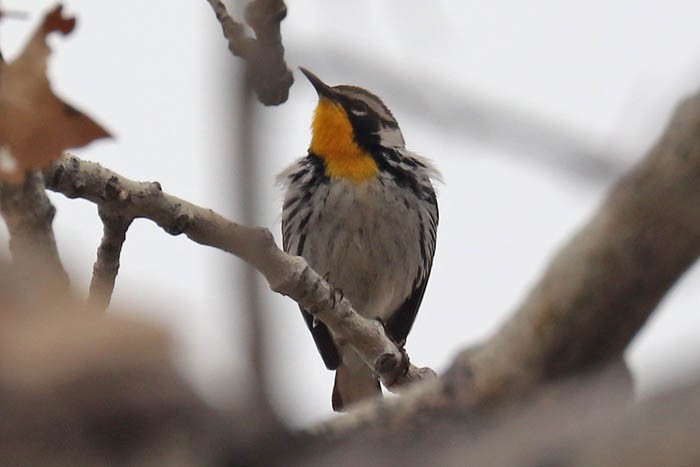 Yellow-throated Warbler - ML616371430