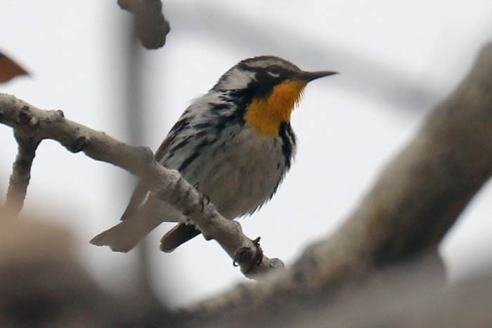 Yellow-throated Warbler - Tony Godfrey