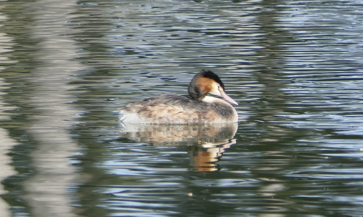 Great Crested Grebe - ML616371526