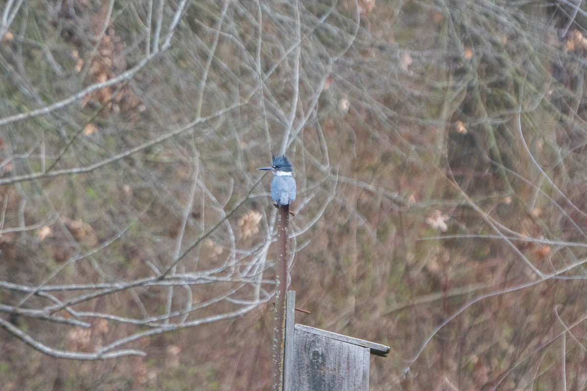 Belted Kingfisher - ML616371594