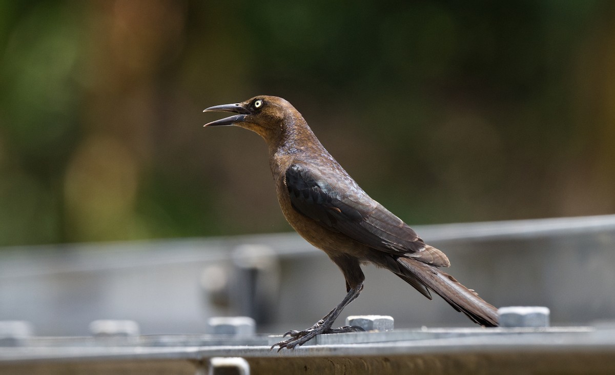 Great-tailed Grackle - ML616371658