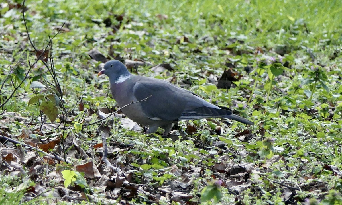 Common Wood-Pigeon - ML616371671