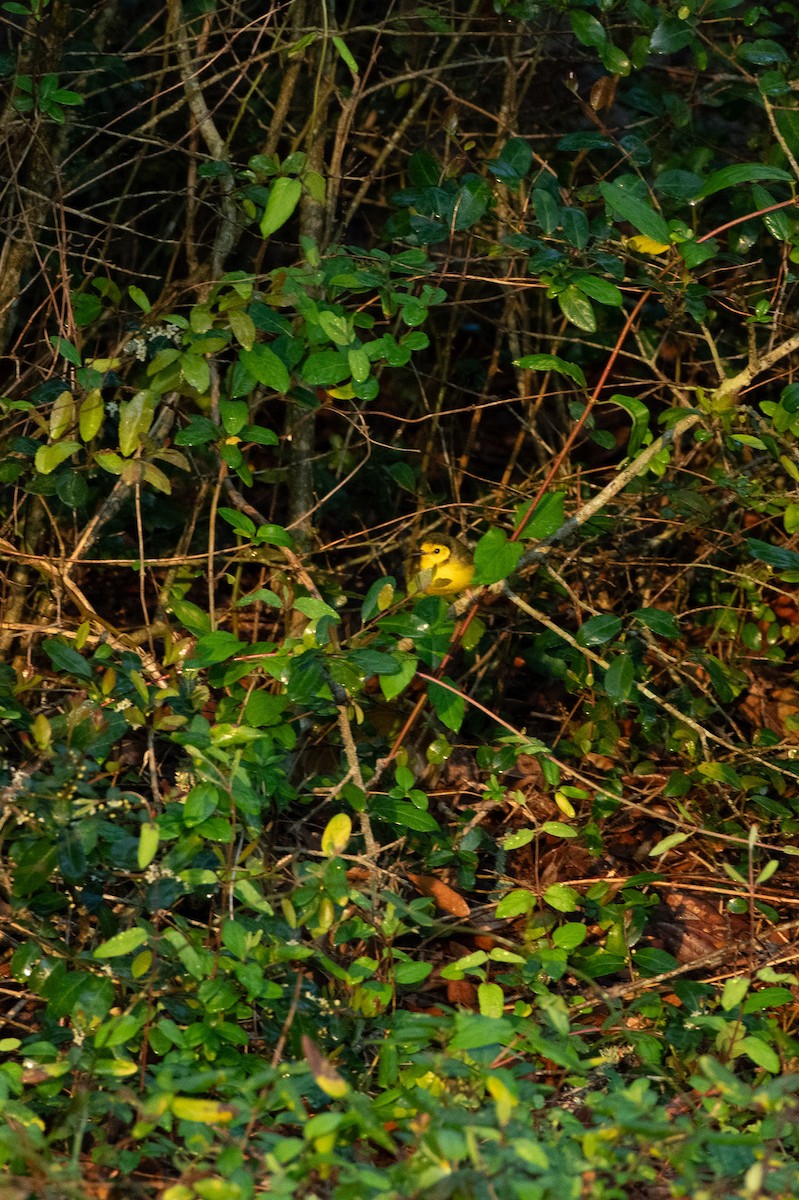 Hooded Warbler - ML616371815