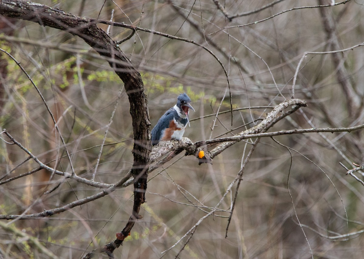 Belted Kingfisher - ML616371827