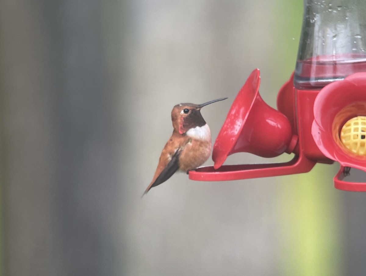 Rufous Hummingbird - ML616371962