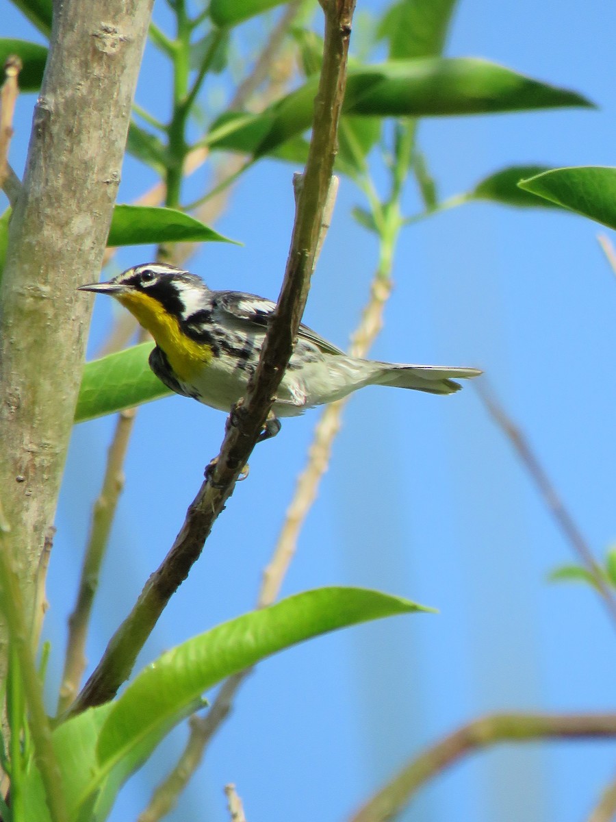 Yellow-throated Warbler - ML616372054