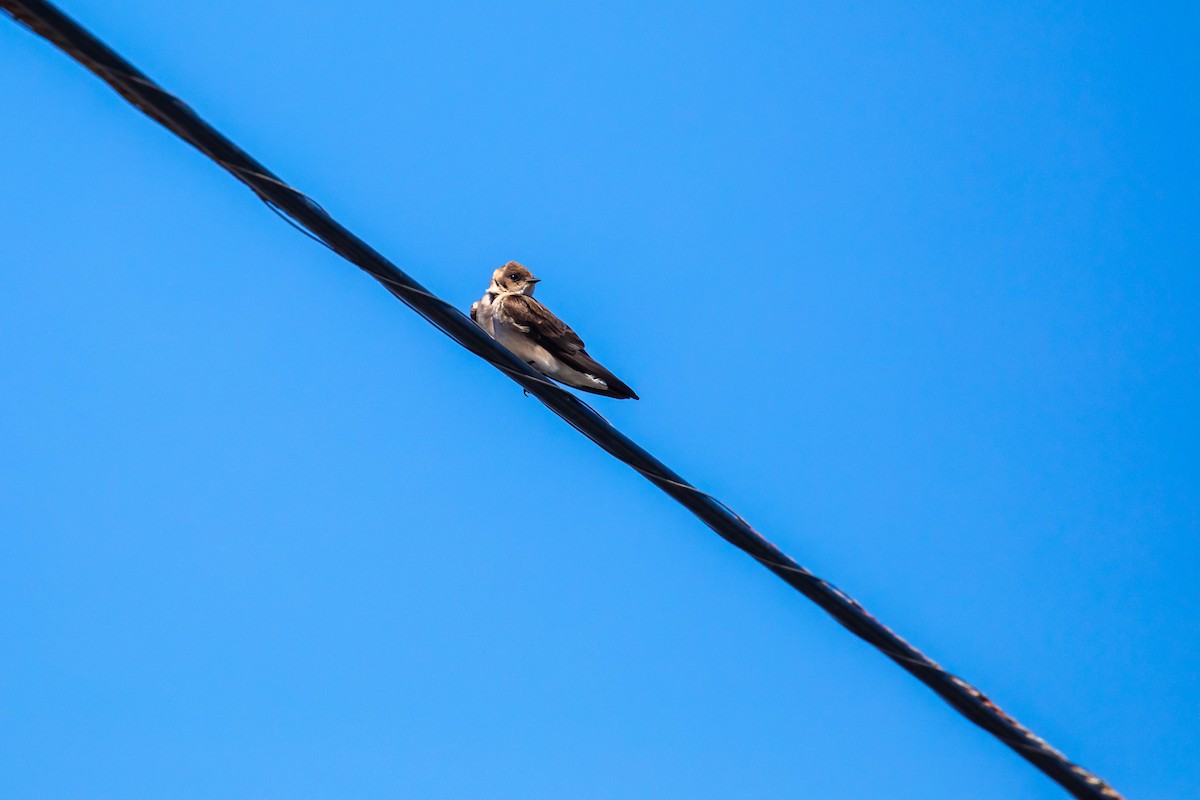 Northern Rough-winged Swallow - ML616372071