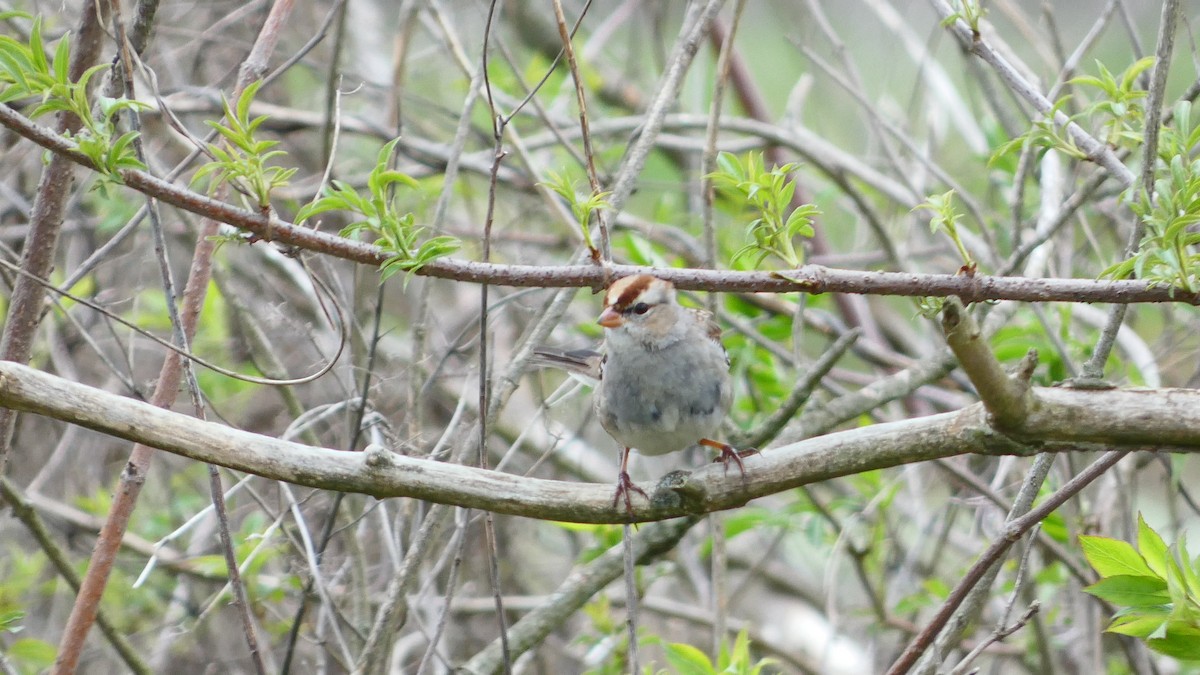 White-crowned Sparrow - ML616372133