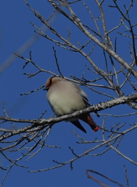 Japanese Waxwing - ML616372433