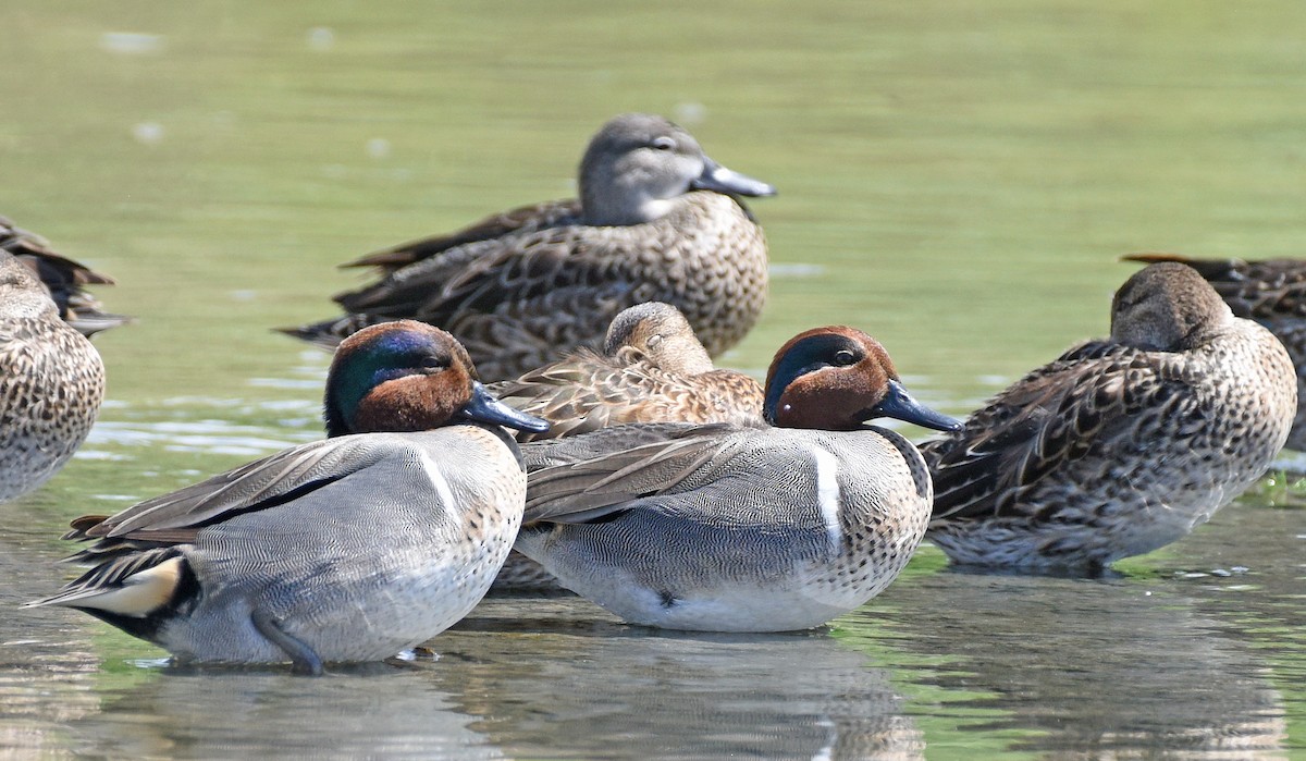 Green-winged Teal - ML616372459