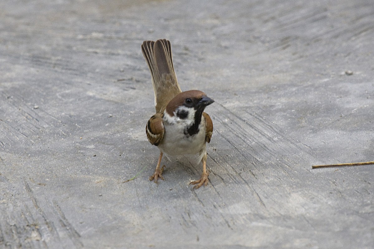 Eurasian Tree Sparrow - Jock Hughes