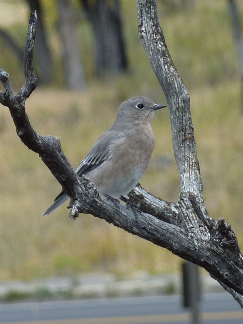 Townsend's Solitaire - ML616372504