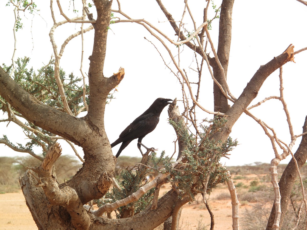 Somali Crow - ML616372737