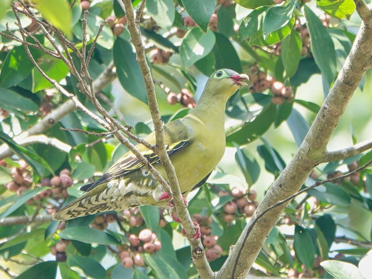 Thick-billed Green-Pigeon - ML616372747