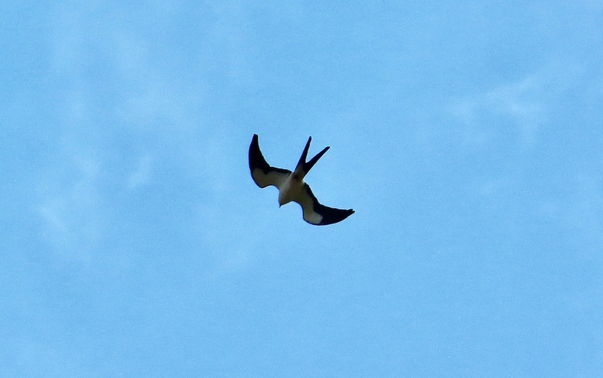 Swallow-tailed Kite - ML616372755