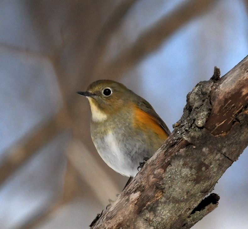 Red-flanked Bluetail - ML616372857
