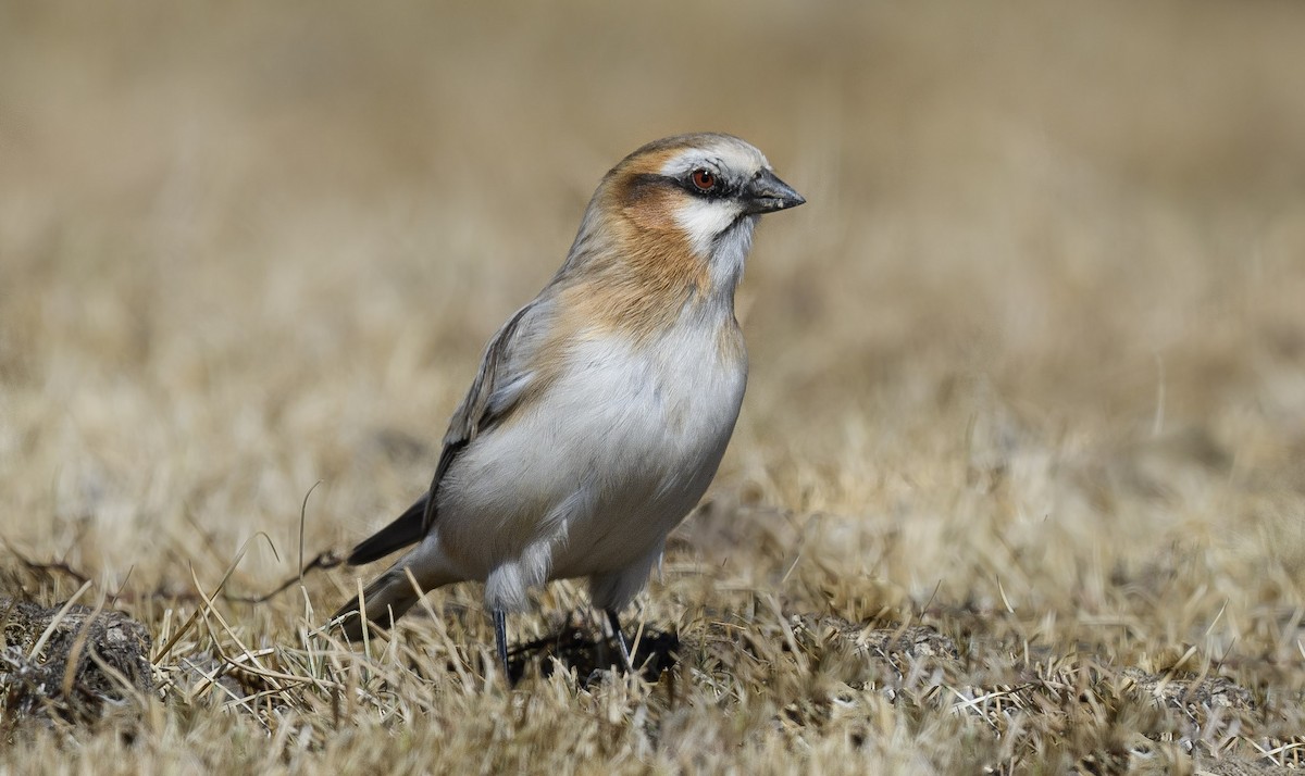 Rufous-necked Snowfinch - Sunil Kini