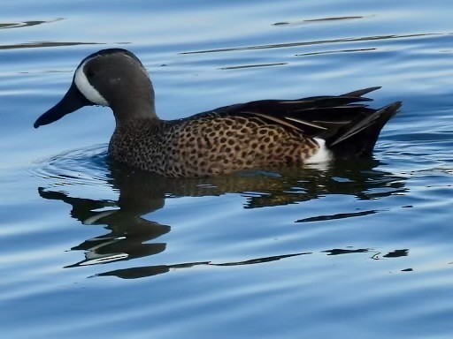 Blue-winged Teal - ML616373080