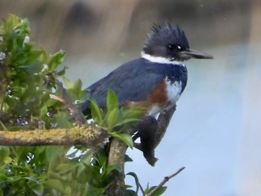 Belted Kingfisher - ML616373121