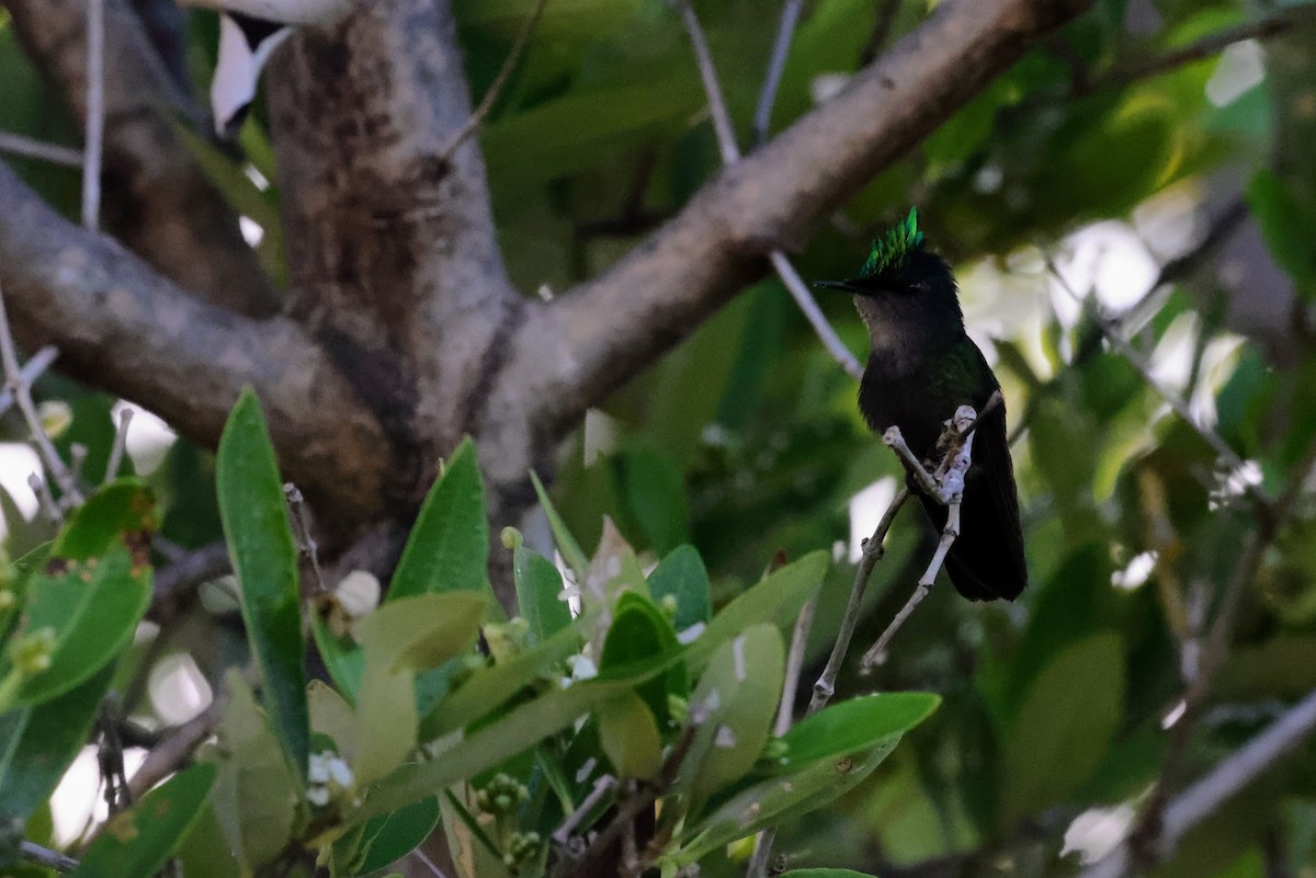 Antillean Crested Hummingbird (Lesser Antilles) - ML616373175