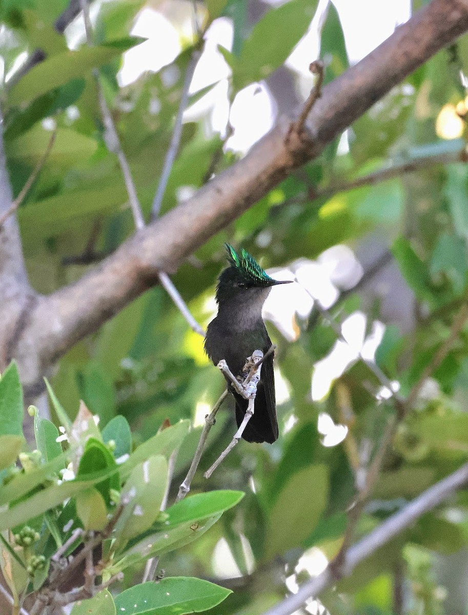 Antillean Crested Hummingbird (Lesser Antilles) - ML616373212
