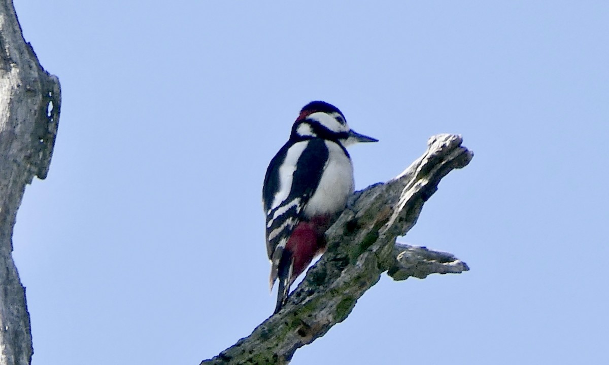 Great Spotted Woodpecker - ML616373273