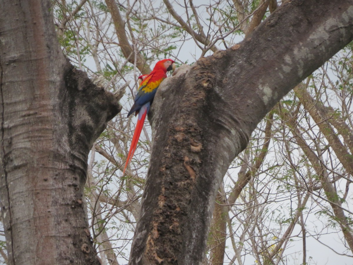 Scarlet Macaw - ML616373515