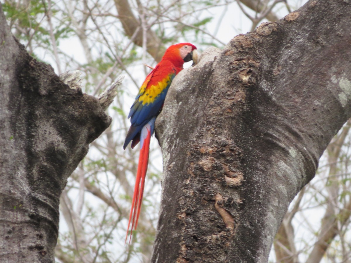 Scarlet Macaw - ML616373519