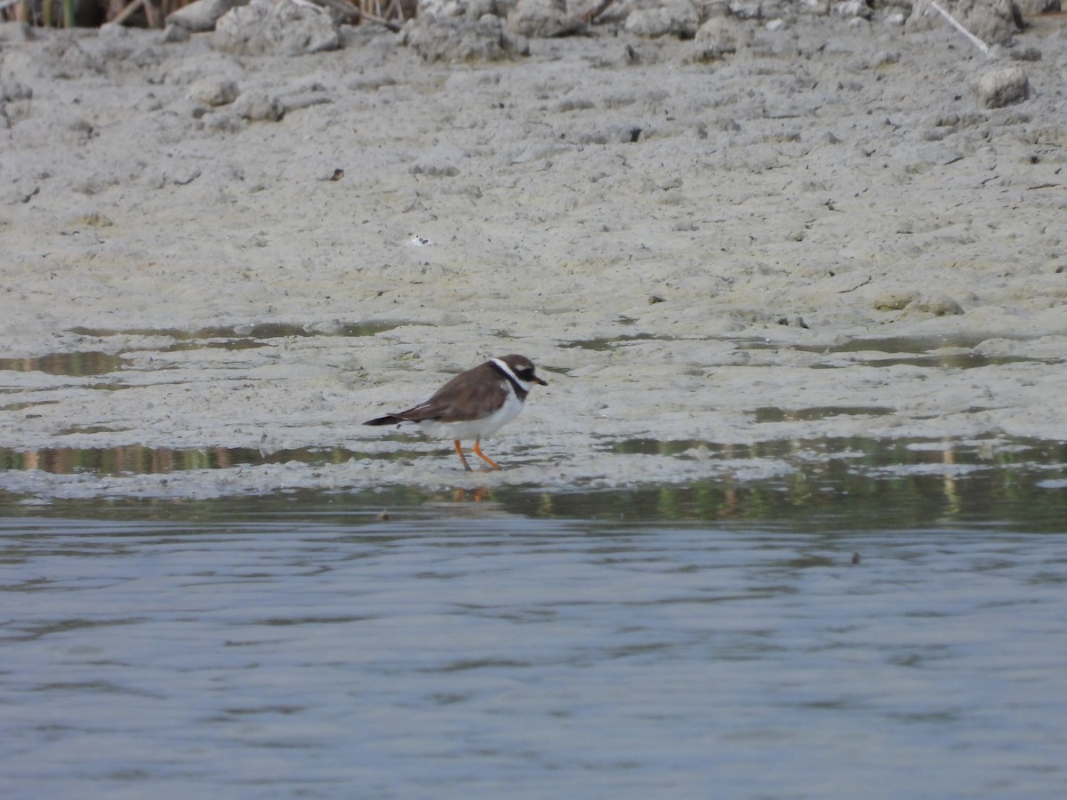 Common Ringed Plover - ML616373522