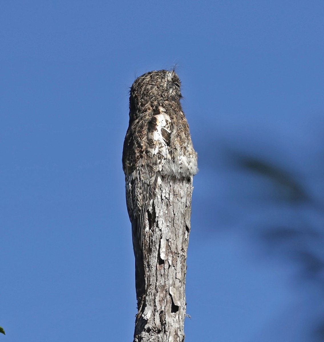 Andean Potoo - ML616373576