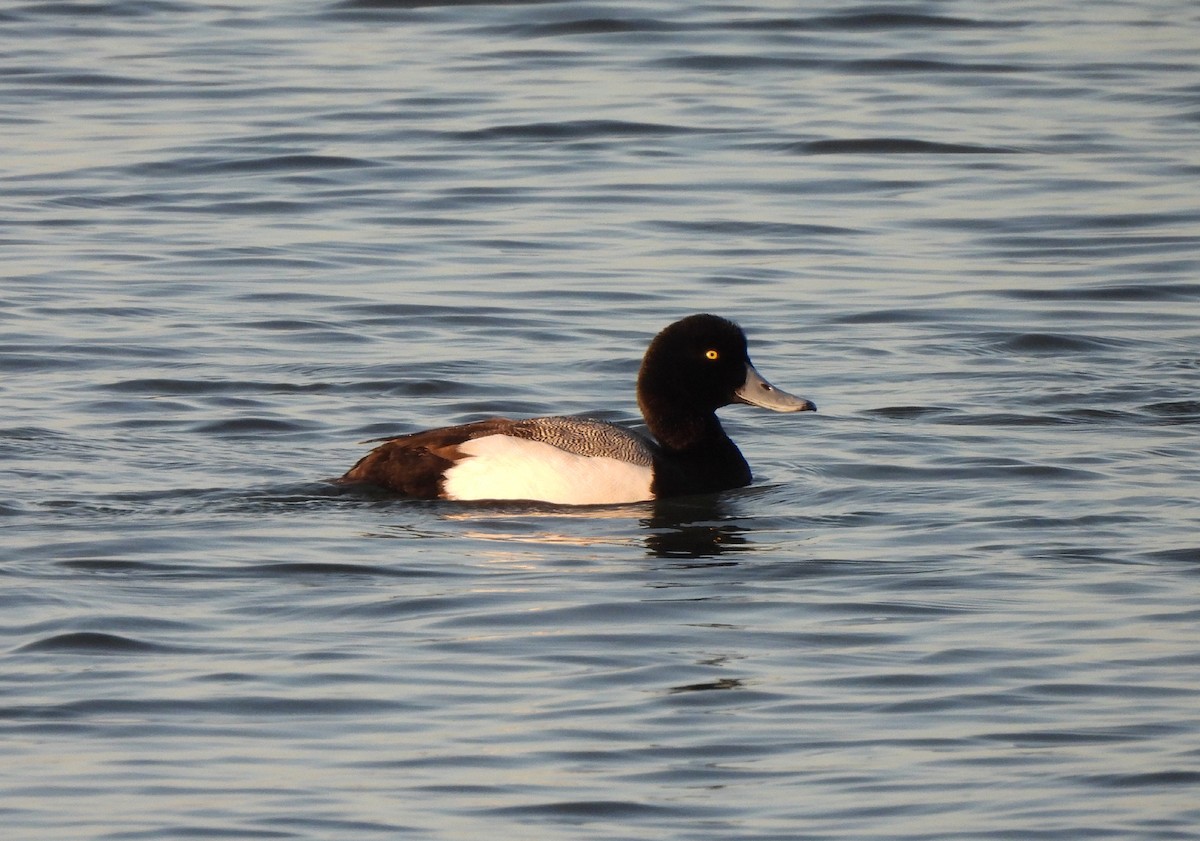 Greater Scaup - ML616373592