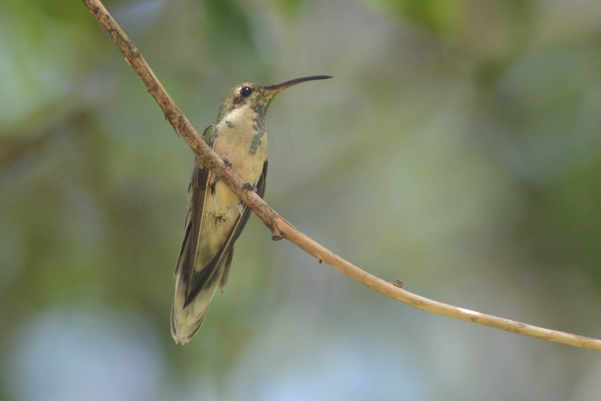 kolibřík rudozobý - ML616373745