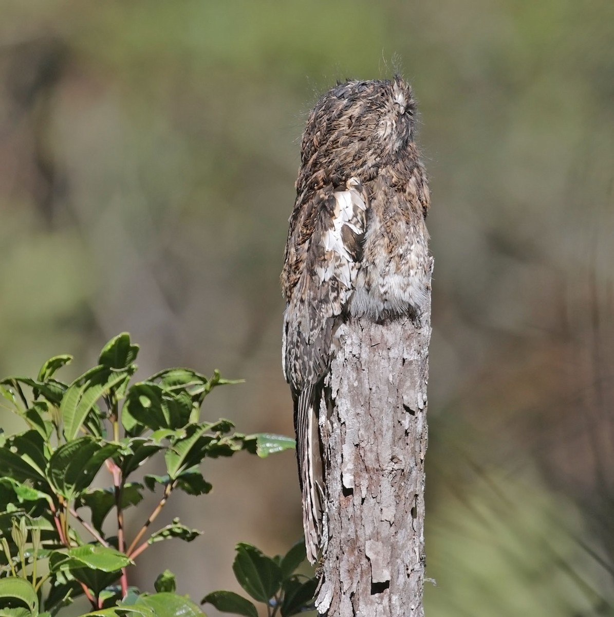 Andean Potoo - ML616373842