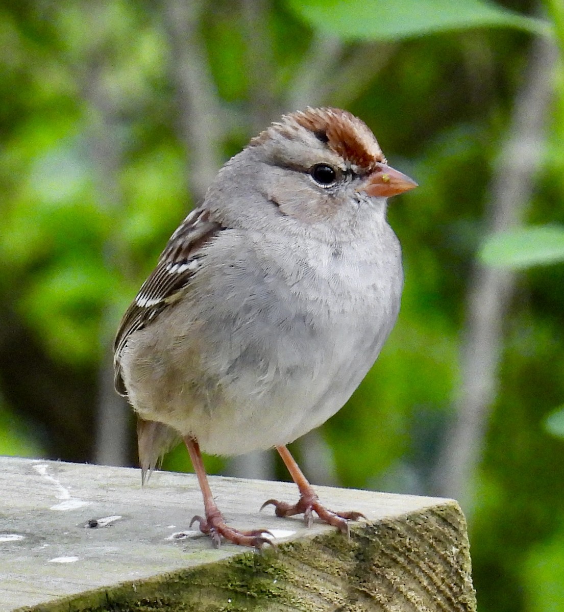 White-crowned Sparrow - ML616373857