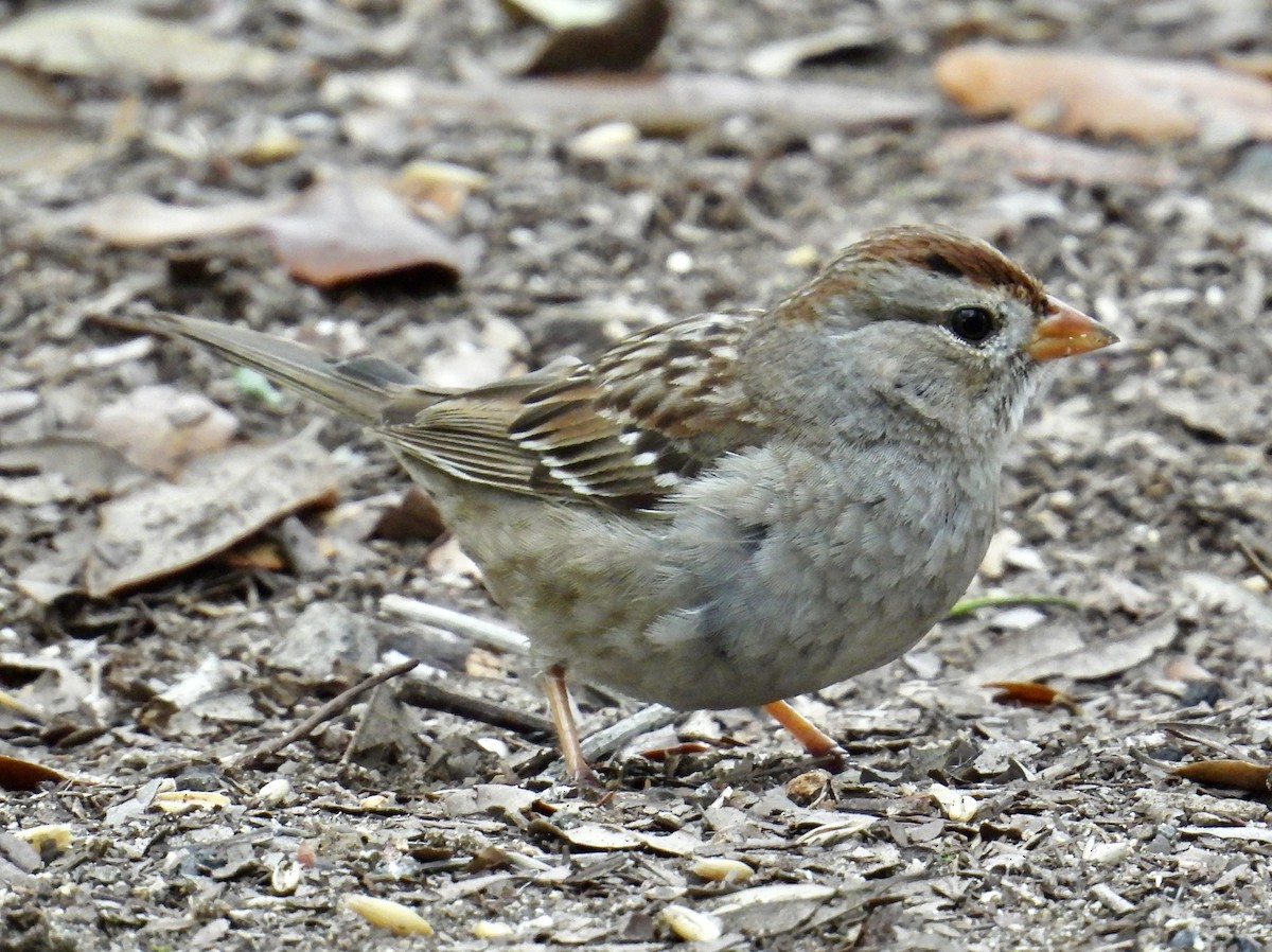 White-crowned Sparrow (Gambel's) - ML616373860