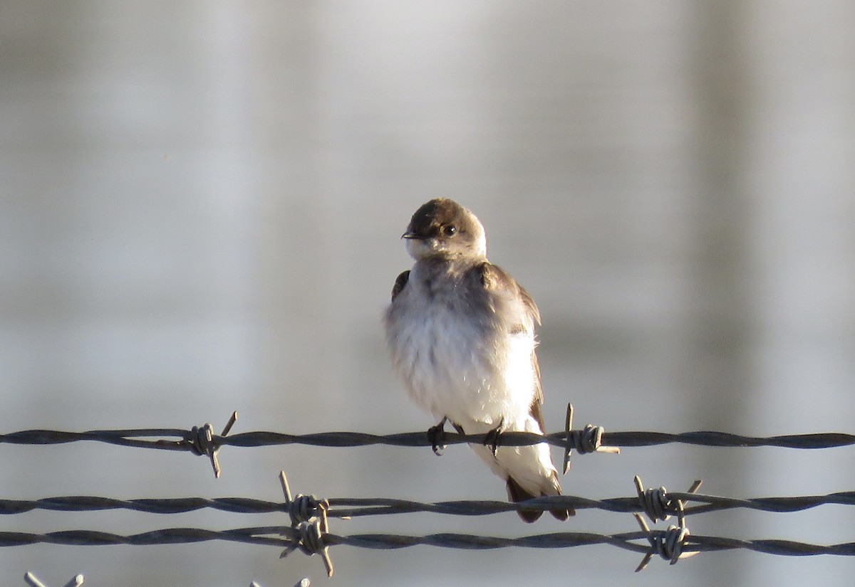 Northern Rough-winged Swallow - ML616373865