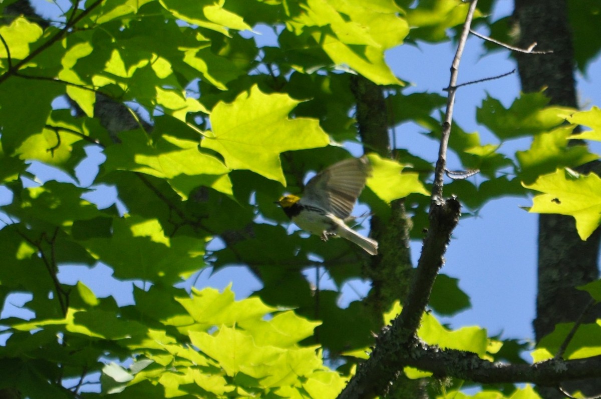 Black-throated Green Warbler - ML616373920