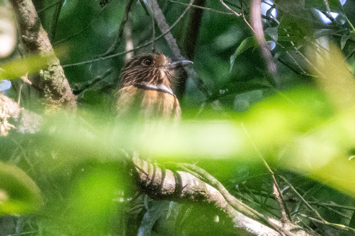 Crescent-chested Puffbird - Ted Kavanagh