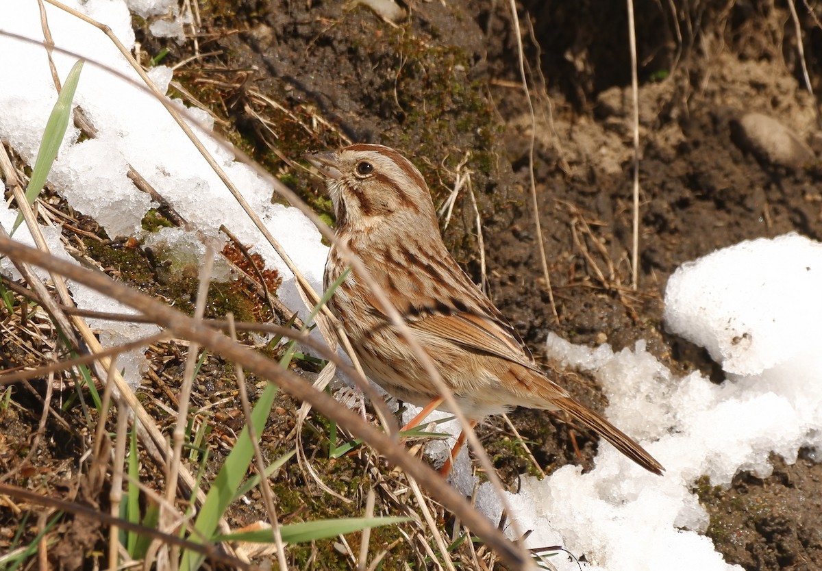 Song Sparrow - James Rodgers