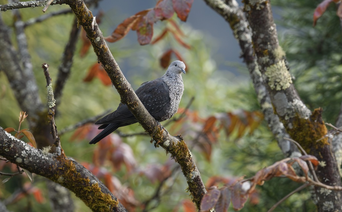 Speckled Wood-Pigeon - ML616374098