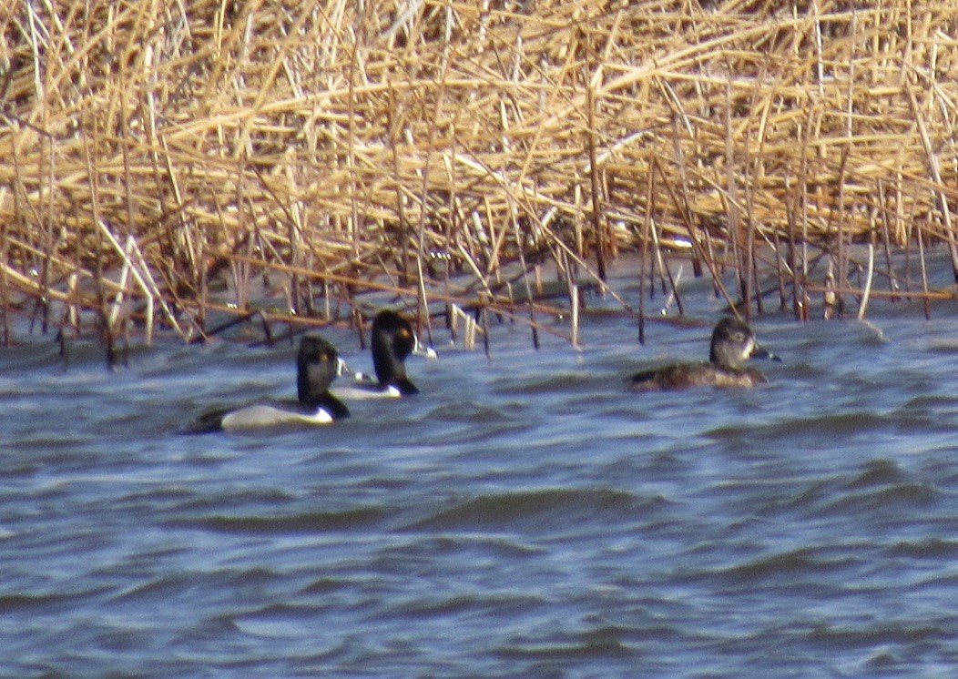 Ring-necked Duck - Laurel Armstrong