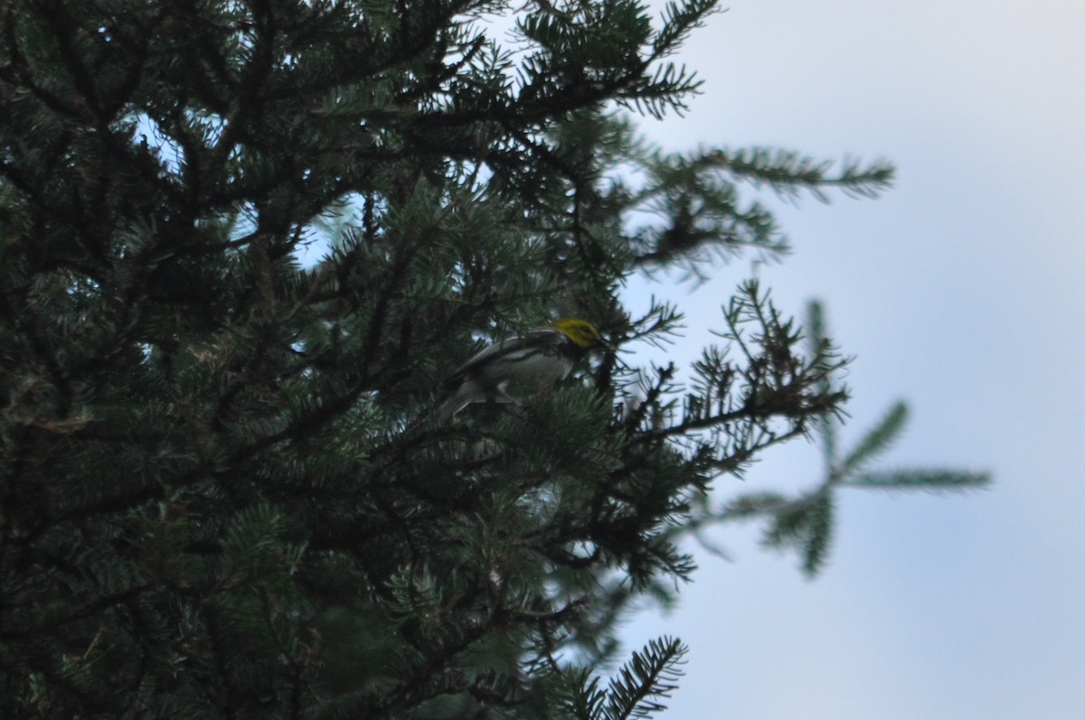 Black-throated Green Warbler - ML616374128