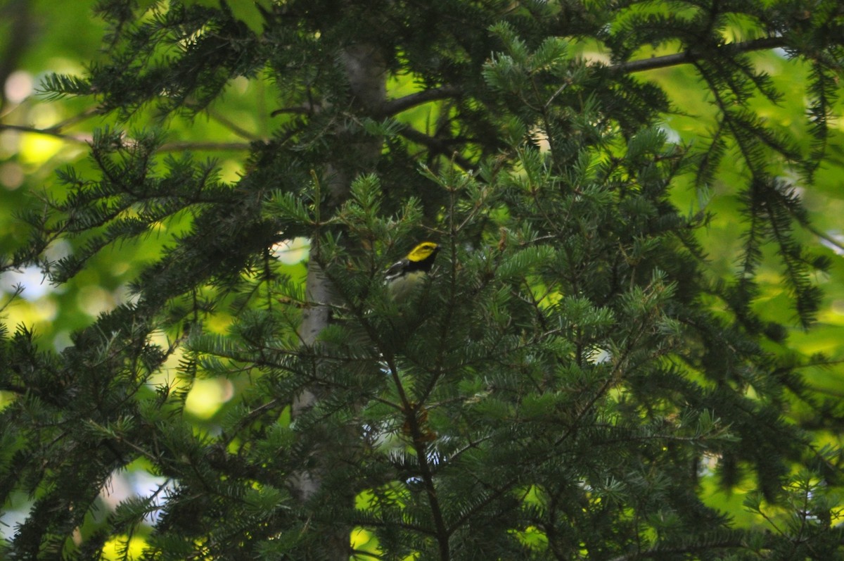 Black-throated Green Warbler - ML616374151