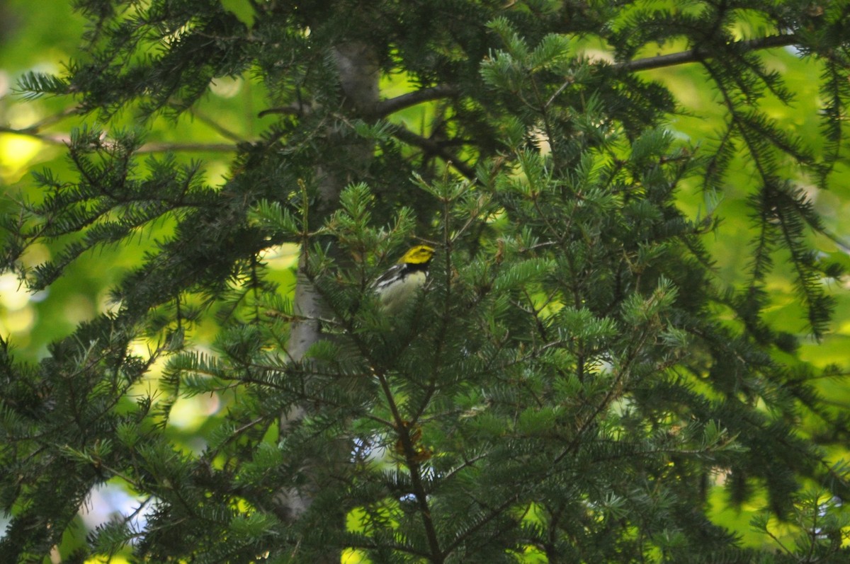 Black-throated Green Warbler - ML616374300