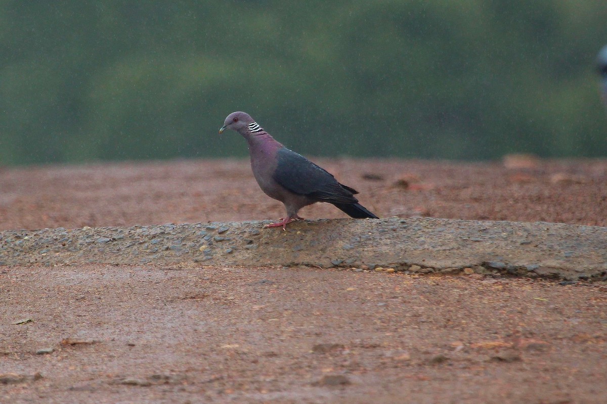 Sri Lanka Wood-Pigeon - ML616374628