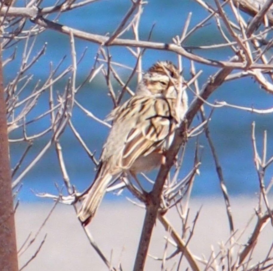 Chipping Sparrow - ML616374659